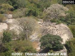 Image result for Hildegardia