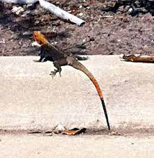Maybe you would like to learn more about one of these? Another Bad Boy Anole Eating Lizard Gaining Ground In Florida Anole Annals