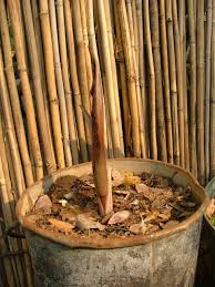 Image result for Gutenbergia cordifolia