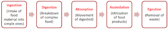 Notes Of Ch 6 Life Process Part I Class 10th Science