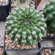 Image result for Euphorbia chevalieri