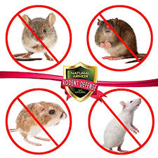 Natural Armor Peppermint Repellent For Mice Mouse Rats Rodents Natural Spray For Indoor Outdoor Use Rodent Shield 128 Oz Gallon Pricepulse