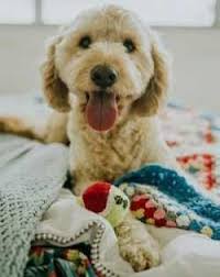 They also appear in other related business categories including pet services, pet boarding & kennels, and pet stores. Overnight Pet Sitting By Furry Fellas Pet Service Llc Providence Ri