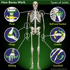 A diagram of the human skeleton showing bone and cartilage. How Bones Work Anatomy Bones Human Anatomy And Physiology Joints Anatomy