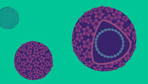 Some types of hpv infection cause warts, and some can cause different types of cancer. 10 Things You Might Not Know About Hpv Right As Rain By Uw Medicine