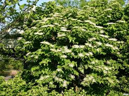 If this is not needed, then you don't need to prune. European Cranberry Bush Viburnum Not Recommended The Morton Arboretum