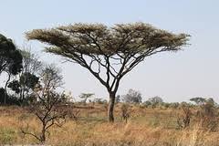 Image result for Scepocarpus hypselodendron