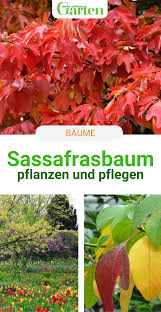 Sassafras (sassafras albidum), auch bekannt als nelkenzimtbaum oder fenchelholzbaum ist ein natürliches aphrodisiaka und wirkt diesbezüglich stark erregend. Sassafrasbaum Hubsche Blatter Und Herbstfarbung Vorgarten Pflanzen Baum Laubbaum