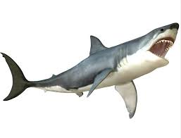 Its liver weighed approximately 1,500 pounds. Great White Shark Print Beach Style Prints And Posters By Posterazzi Houzz