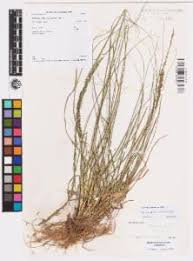 Image result for Sporobolus natalensis