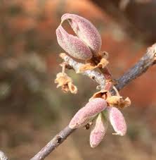 Image result for Sterculia rogersii