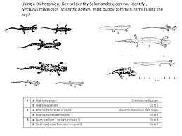 Maybe you would like to learn more about one of these? Ppt Dichotomous Keys Powerpoint Presentation Free Download Id 4258984