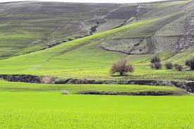 طبيعة القانون الإداري ، تعريف القانون الإداري ومكونات هذا التعريف ، تمييز القانون الإداري لمجموعة من الاساتذة والدكاترة من مختلف جامعات الجزائر حتى يتسنى لكم الاطلاع عليها. Ø£Ø®Ø¶Ø± ØºÙ„ÙŠØ²Ø§Ù† Ø§Ù„Ø¬Ø²Ø§Ø¦Ø± ÙŠØµÙ„Ø­ Ø·Ø¨ÙŠØ¹Ø© Ø´Ø¬Ø±Ø© Pikist