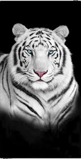 Beautiful White Tiger Face Under Protection Not Too Many Left In The Wor Fotos De Animais Selvagens Imagens De Animais Selvagens Arte Sobre Animais Selvagens
