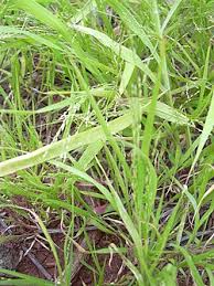 Image result for Panicum carneovaginatum