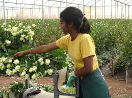 Image result for Ethiopia