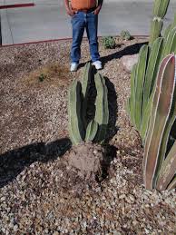Another reason is to replace an existing a good size is at least about four inches long and no more than four inches in diameter. Xtremehorticulture Of The Desert Large Cactus Has Blown Over What To Do
