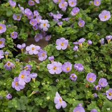 Image result for Bacopa floribunda