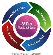 Menstrual Cycle Fertility Chart