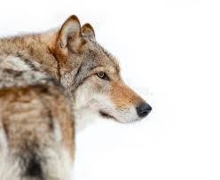 It was republished in 2002 by harperperennial with a new introduction. 118 Wolf Headshot Photos Free Royalty Free Stock Photos From Dreamstime