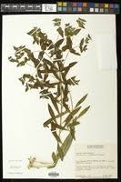 Image result for Euphorbia schimperiana