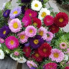Image result for Aster