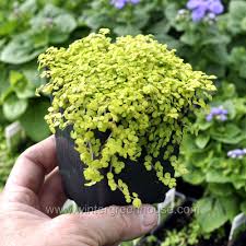 Image result for Soleirolia