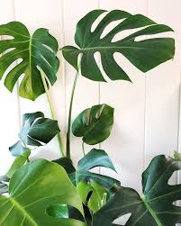S P A C E Between Stimulus And Response There Is A Space In That Space Is Our Power To Choose Our Response In Our Response Lies Plant Leaves Plants Flowers