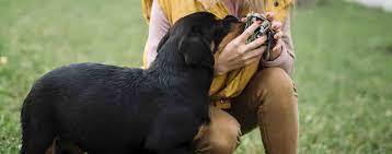 How to Train Your Dog to Not Sniff Crotches | Wag!