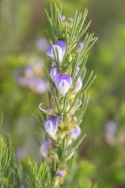 Image result for Psoralea glabra