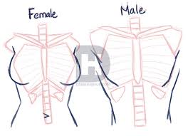 Image of 73 best anime anatomy images drawings drawing reference. Anime Anatomy Drawing Art Ideas