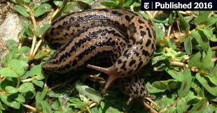 Understanding a few facts about slugs, like what do slugs eat, where do slugs live and what eats slugs can help you kill garden slugs in your garden. The Double Life Of The Slimy Acrobatic Leopard Slug The New York Times