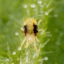 Image result for spotted spider mite