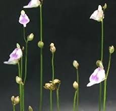 Image result for Utricularia arenaria