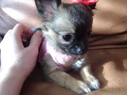 You can reserve now and we will continue to update photos. Tiny Chihuahua Puppy For Sale Long Hair Youtube