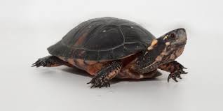 Image result for Linderniella trichotoma