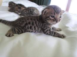A cat owner in california kept a female asian leopard with a male domestic. Bengal Kittens For Sale In Brookville Ohio Classified Americanlisted Com