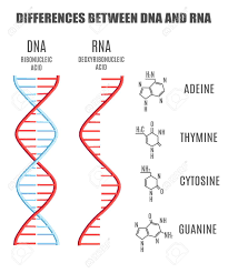 Dna and rna are the two types of nucleic acids that are essential for the storage and articulation of genetic data in organisms. Vector Difference Between Dna And Rna Molecule And Subunits Royalty Free Cliparts Vectors And Stock Illustration Image 125057419