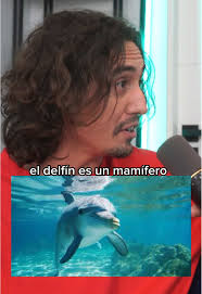 Curiosidades sobre delfines que te sorprenderán