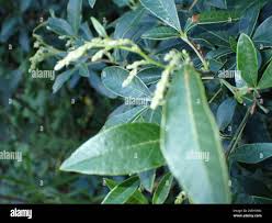 Image result for Searsia tomentosa