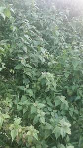 Pokok ini memang terkenal dalam merawat luka. Warisan Petani Pokok Kapal Terbang