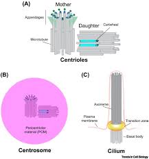 We did not find results for: Phase Separation And The Centrosome A Fait Accompli Trends In Cell Biology