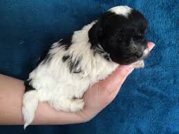 It's also free to list your available puppies and litters on our site. Toy Havanese Puppy For Sale In Huffman Texas Classified Americanlisted Com
