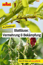 Blattlause Bekampfen In 2020 Pflanzen Buchsbaumzunsler Schadlinge