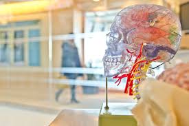 It is situated above the kidneys. Quiz How Well Do You Know The Human Body This