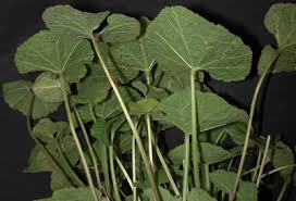 There are a couple different species commonly grown and many cultivars and heirloom varieties to choose from. Hollyhock Rust Integrated Pest Management