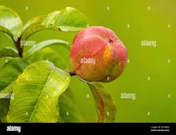 Image result for Excoecaria bussei