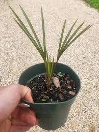 Image result for Latania loddigesii