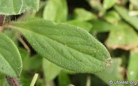 Image result for Richardia scabra