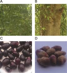 © 2021 jambo jambo african restaurant. Phytochemical Composition And Pleotropic Pharmacological Properties Of Jamun Syzygium Cumini Skeels